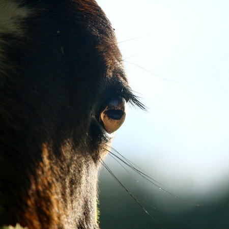 Bernard Lamonnier vous présente Equicoaching Horse Coaching Formation