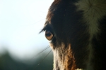 Bernard Lamonnier Equicoaching Horse Coaching Coaching par le Cheval